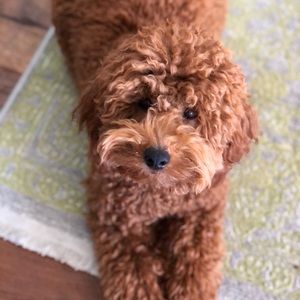 Meet your Posher, Lori jo